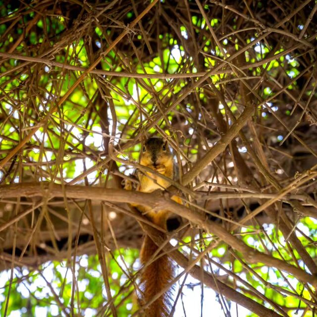 Squirrels 🌳🌰🐿

Isn't it heartwarming to discover that squirrels play a vital role as unintentional tree planters? 🌳

Squirrels 🌳🌰🐿

They forget where they bury their acorns, turning into nature's little gardeners, contributing to the lush greenery around us. 🌰

Squirrels 🌳🌰🐿

Let's appreciate these fuzzy architects of the forest! 🐿

#SquirrelFacts #NatureWonders #AcornPlanters #WildlifeAdventures #SquirrelMagic #NatureNuggets #CuriousCreatures #WildlifeFacts #SquirrelAppreciation #Nikon #NikonPhotography #AnimalPlanet #NationalGeographic #Discovery