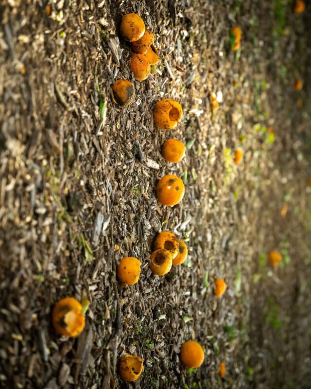 Reflecting on life surrounded by orange trees and turtles. 

There's something profound about the simplicity of nature, teaching us lessons in growth, resilience, and taking things at our own pace. 🌿✨

Life is a lot like these orange trees and turtles – slow, steady, and beautifully unpredictable. Embrace the journey! 🧡🐢

#LifeReflections #NatureLessons #OrangeTrees #TurtleWisdom #SlowAndSteady #NatureConnects #EmbraceTheJourney #ReflectAndGrow #LifeIsBeautiful #Nikon #NikonPhotography #Photography #Nature #Turtle #OrangeTree